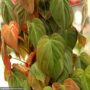 Philodendron – Micans Bronze – 7″ Pot